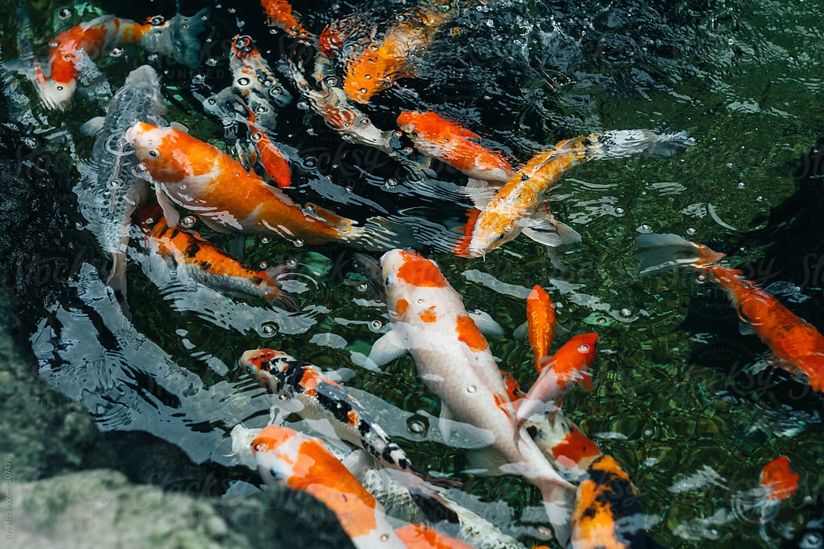 Koi carps goldfish fish swimming water pond summer nature