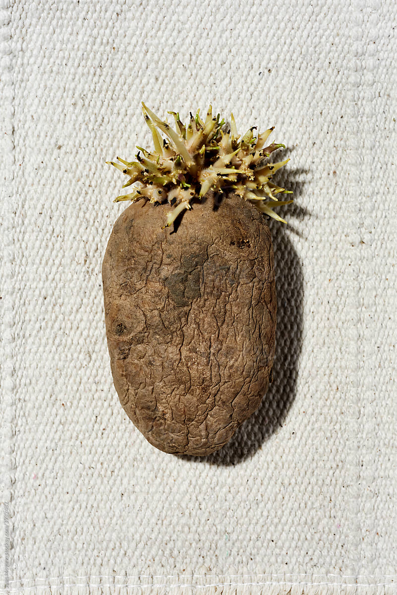 sprouted potato
