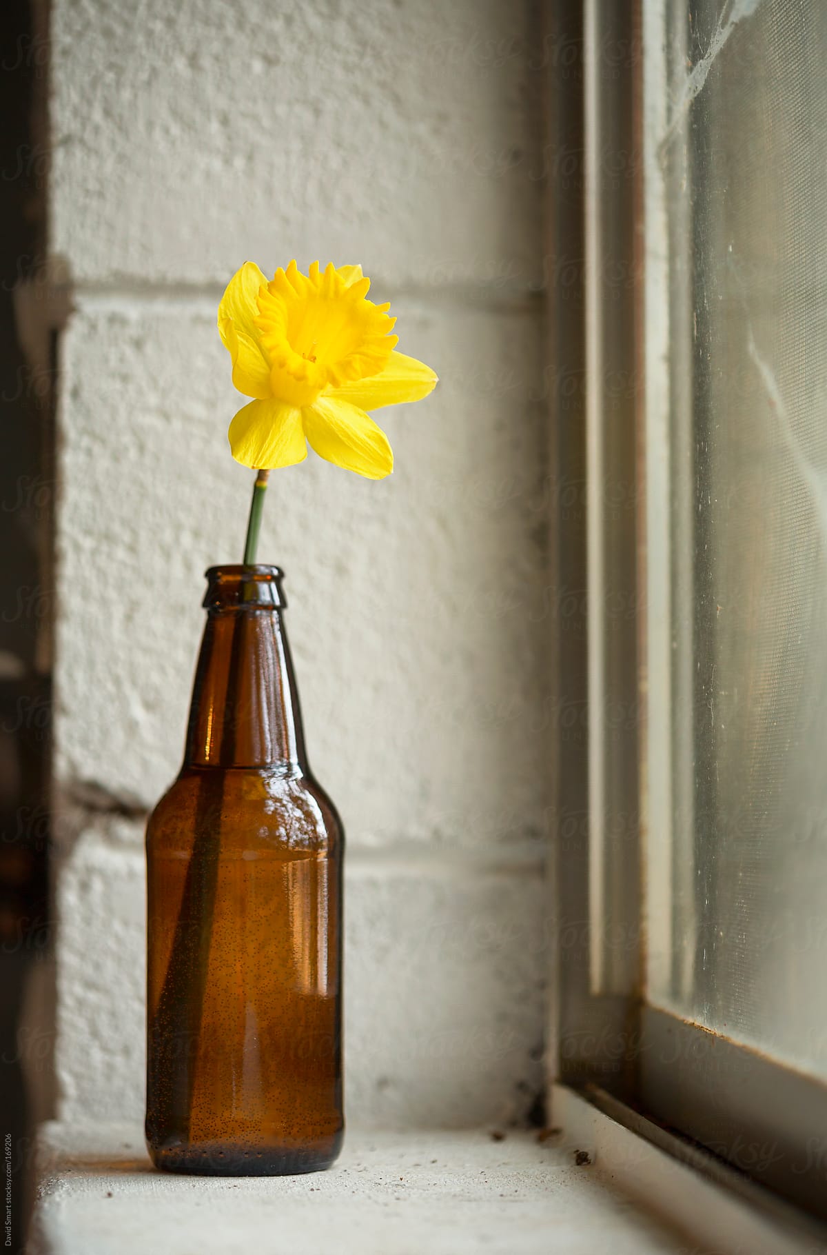 Daffodil in a beer bottle on a basement windowsill