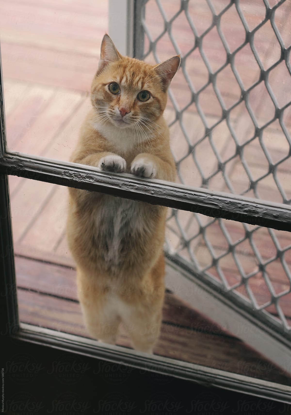 Cat looks into glass door, standing on hind legs, begging to be let in