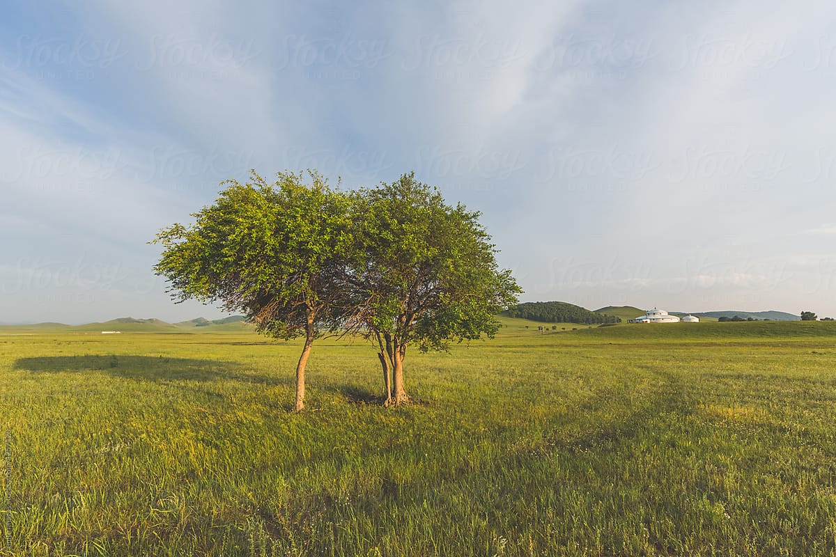 two trees on the bashang grassland,beijing,china