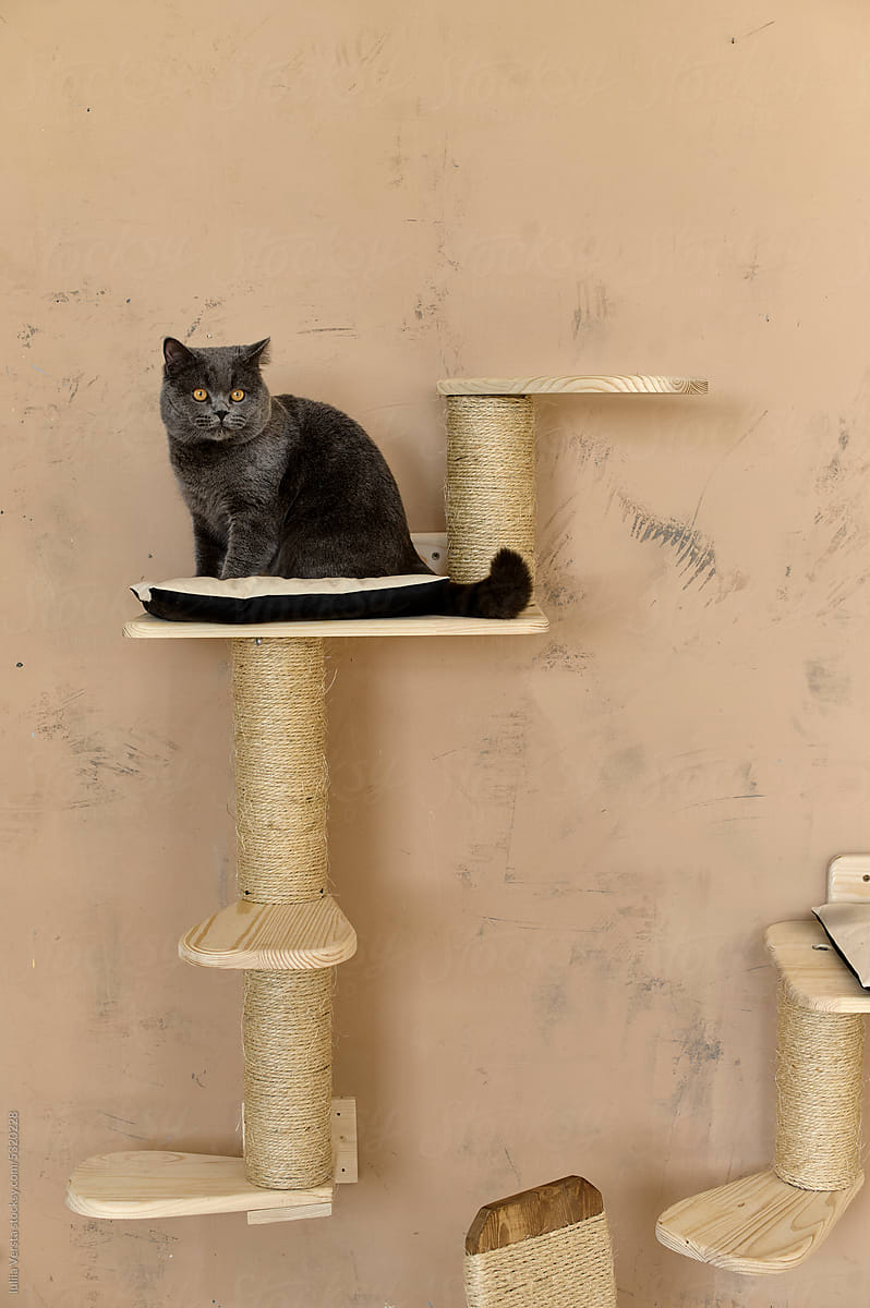 A black cat on a climbing wallscapes on a beige background