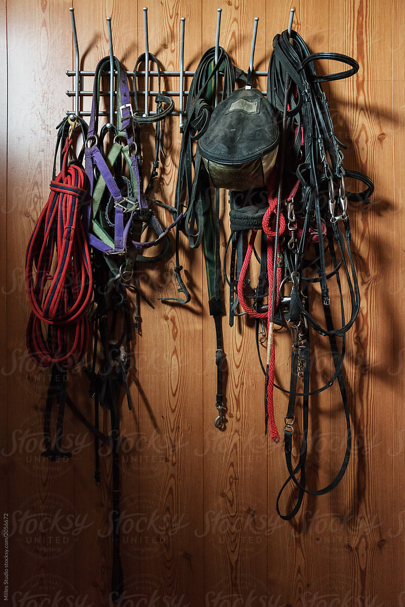 Leashes and harness hanging in barn
