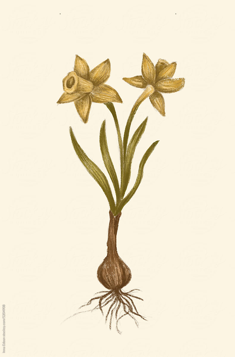 Spring flower. Botanical illustration