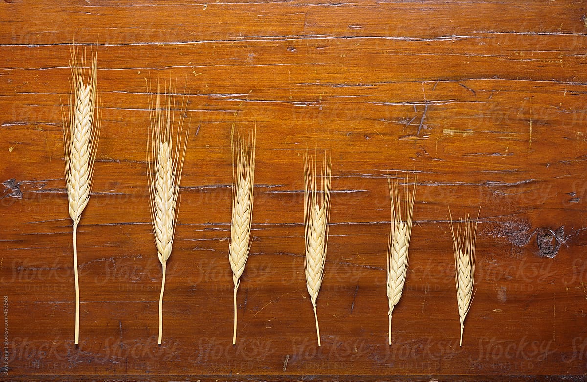Wheat plant heads used to represent a bar graph