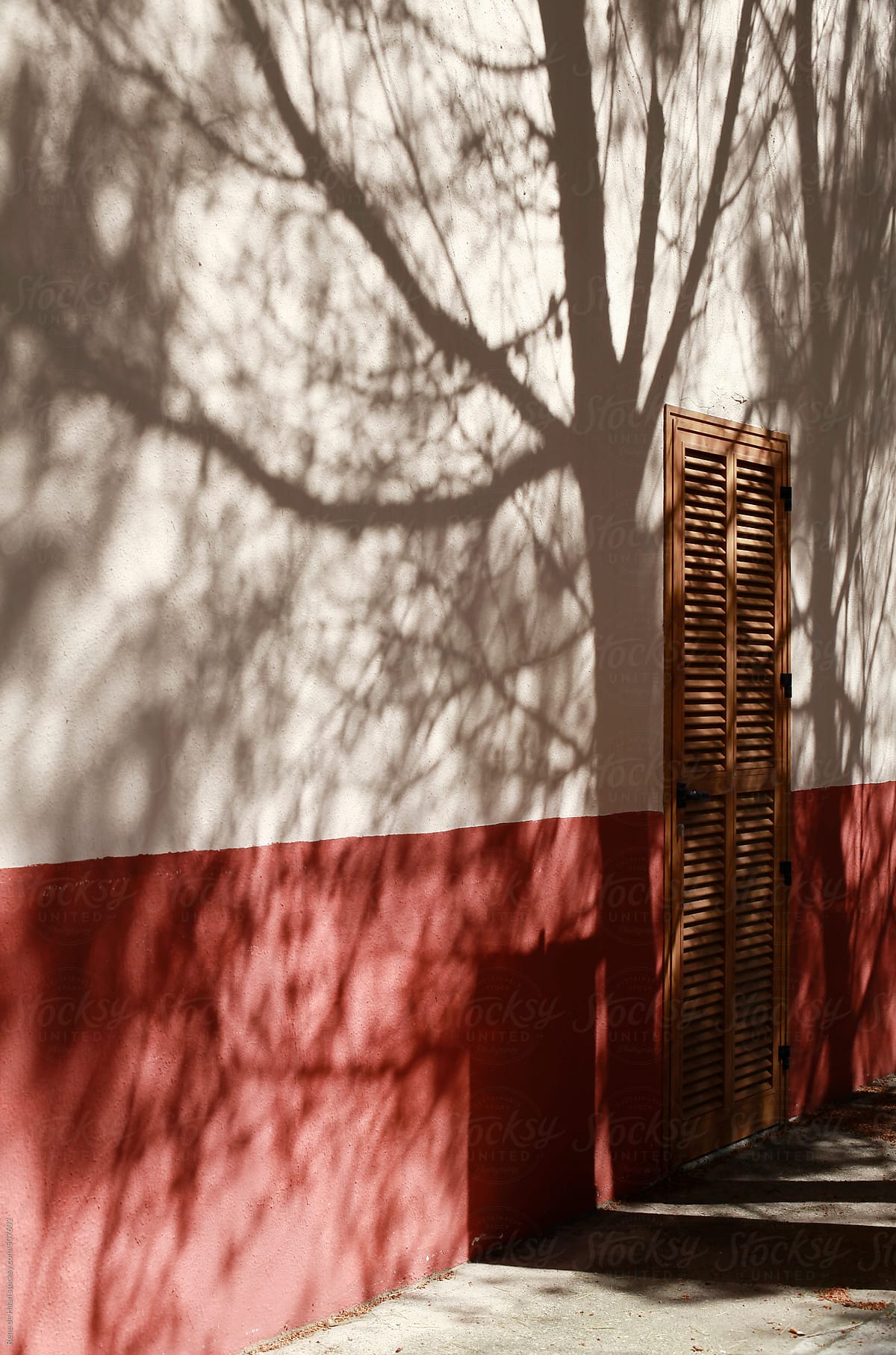 shadows from tree on wall