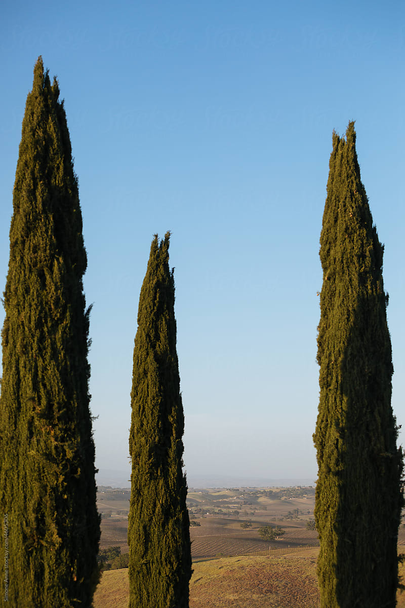 Italian hedges stand against blue sky