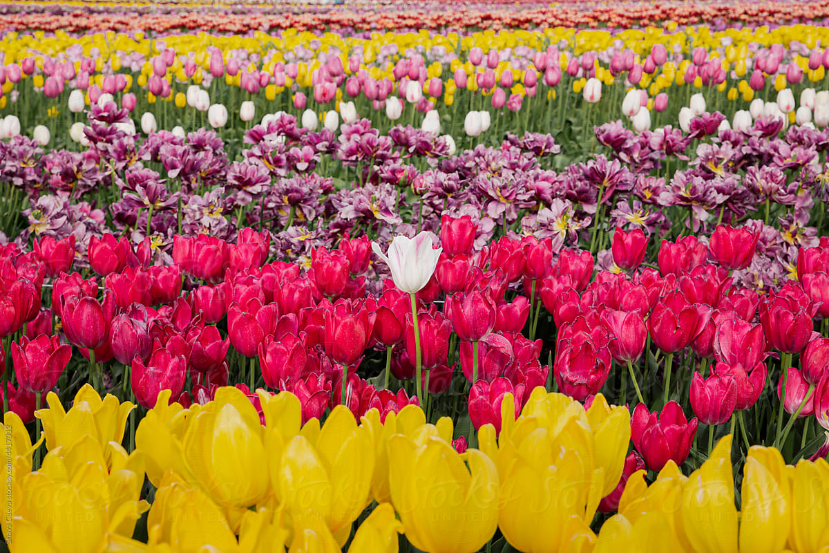 Close up of colorful landscape of tulips