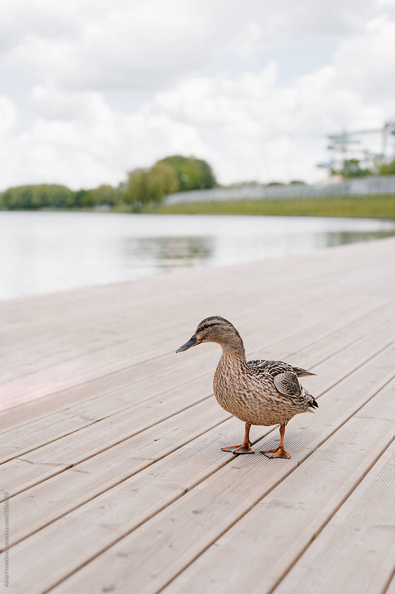 Duck on wooden pier near pond