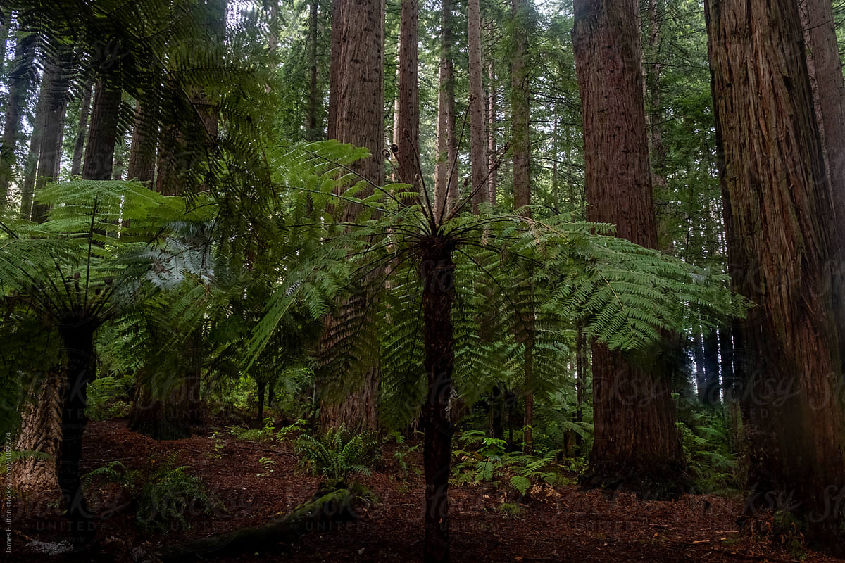Whakarewarewa Forest after rain in New Zealand