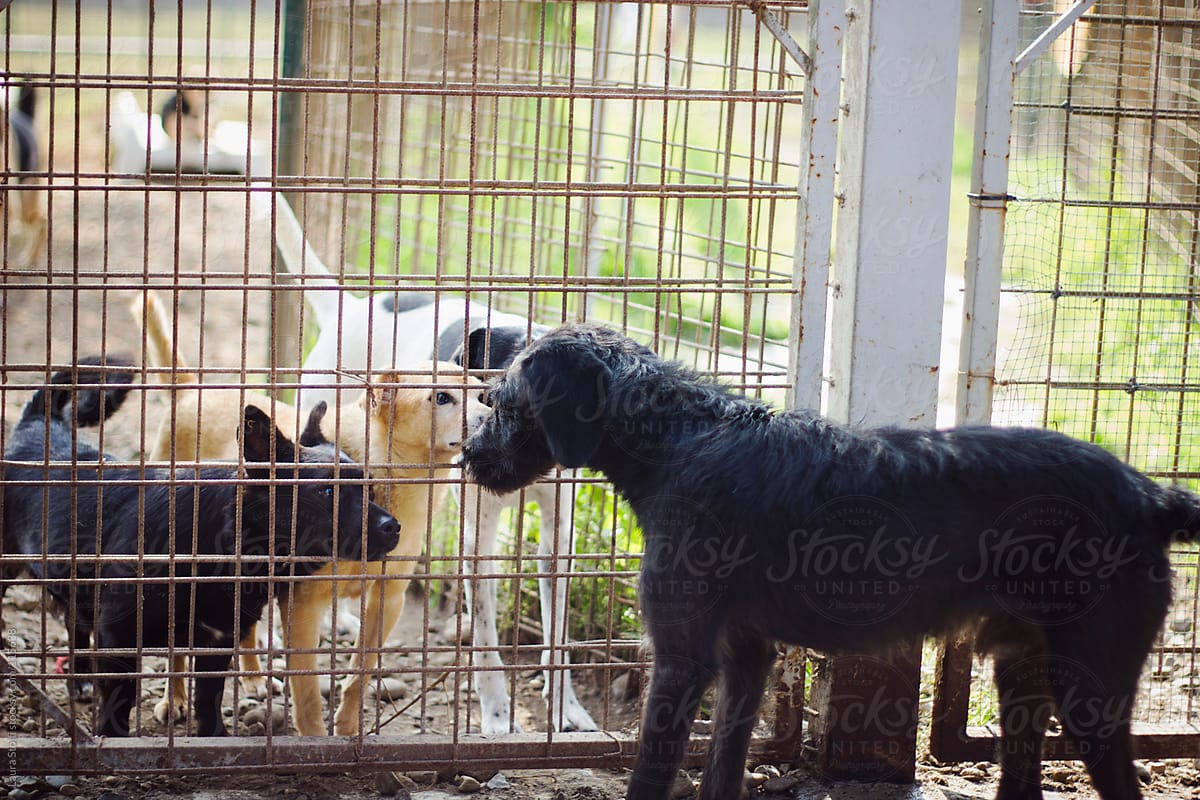 Stray dogs having contact through a wire in dog pound