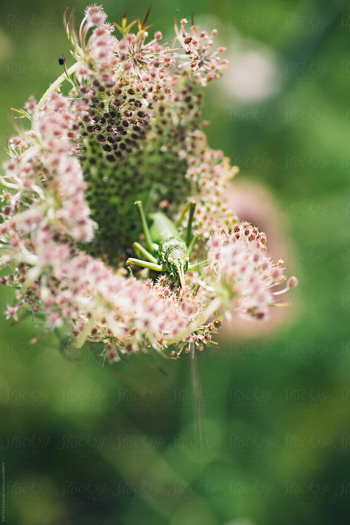 An insect on a flower
