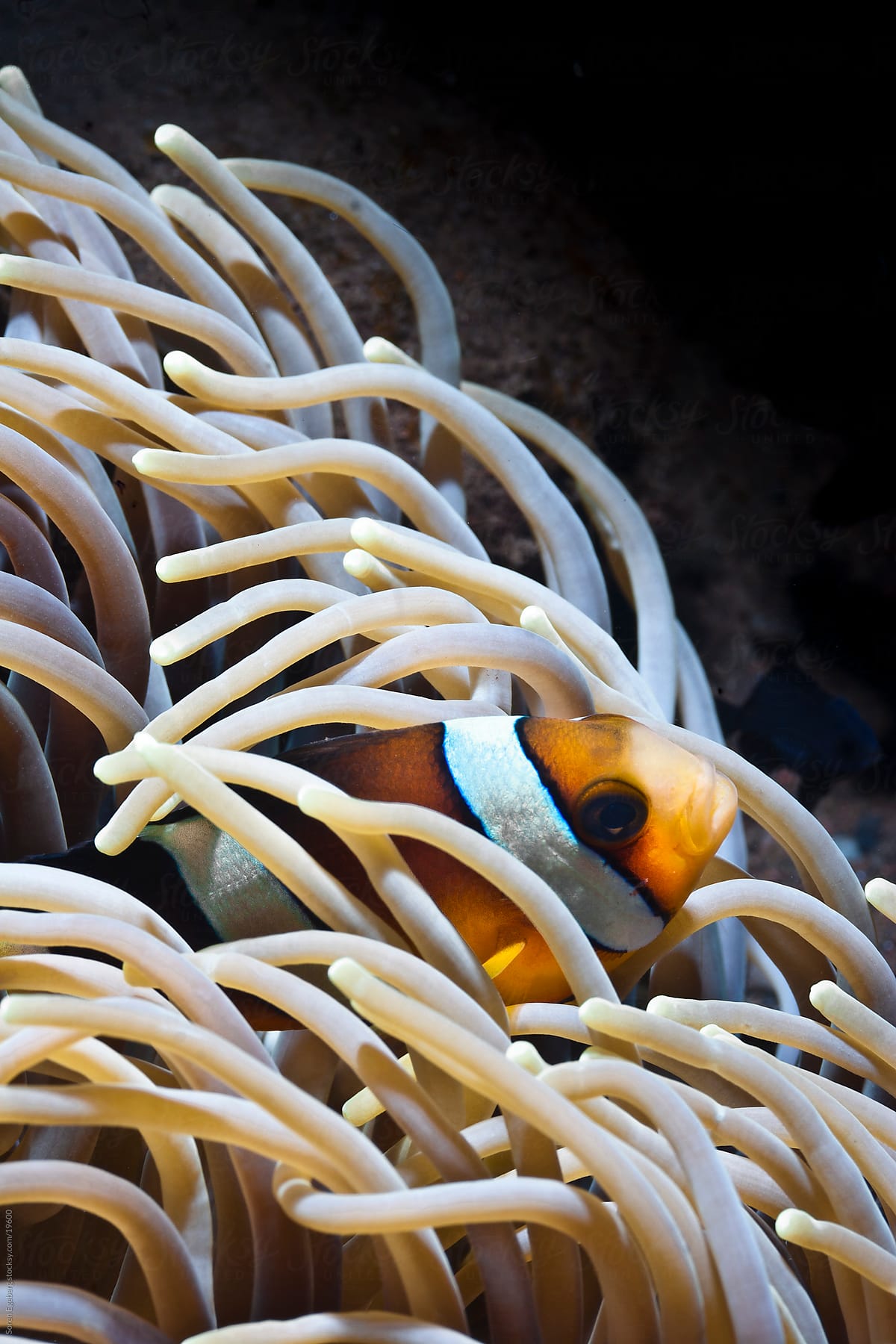 Clown fish swimming in sea anemone underwater on the coral reef in Thailand