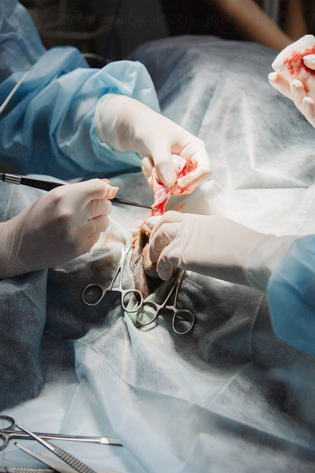 Crop surgeons cutting animal in vet clinic