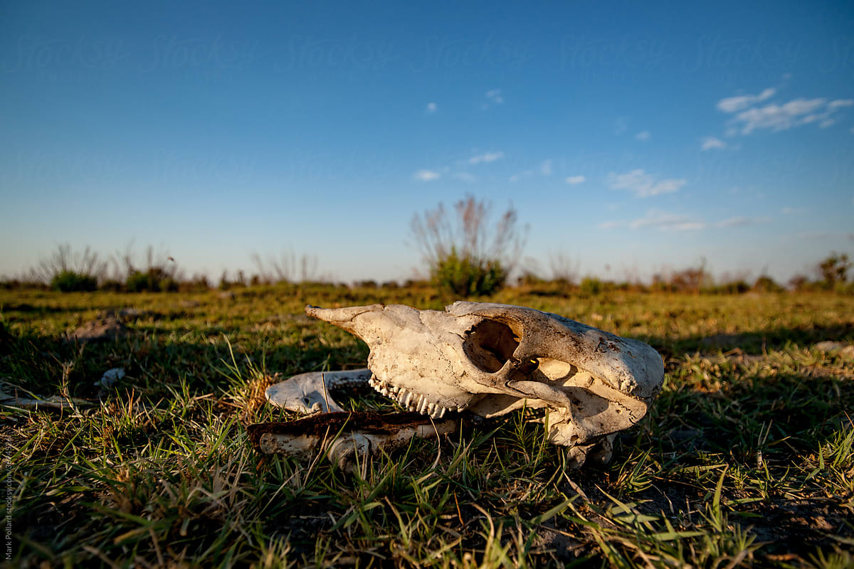 Low View of Skull