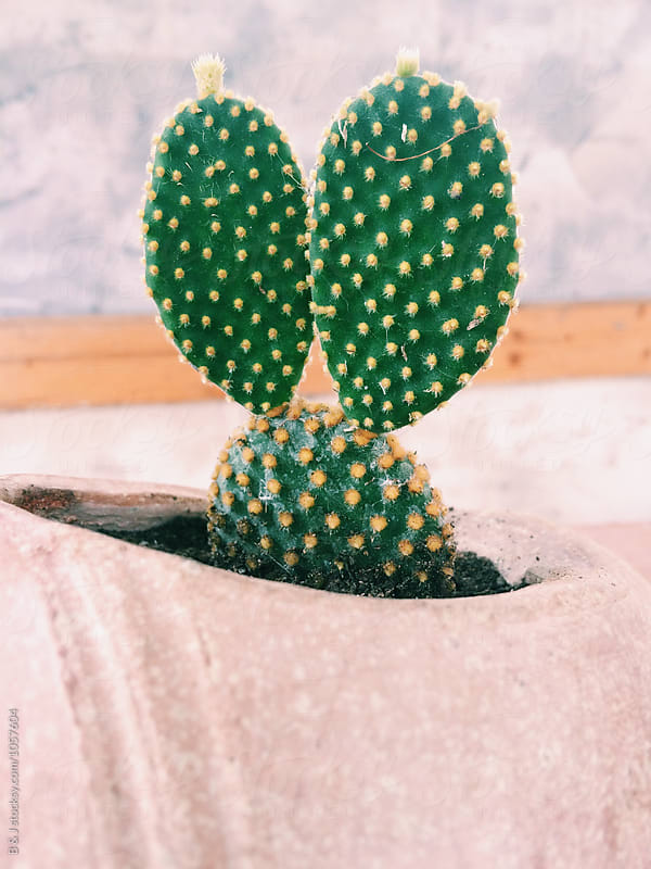 Bunny Ears cactus (Opuntia microdasys)