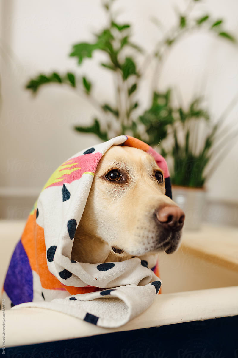 Dog Wrapped In A Towel