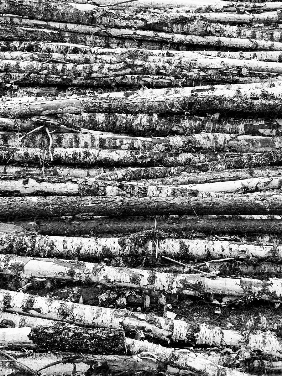 Pile of cut wood nature background tree