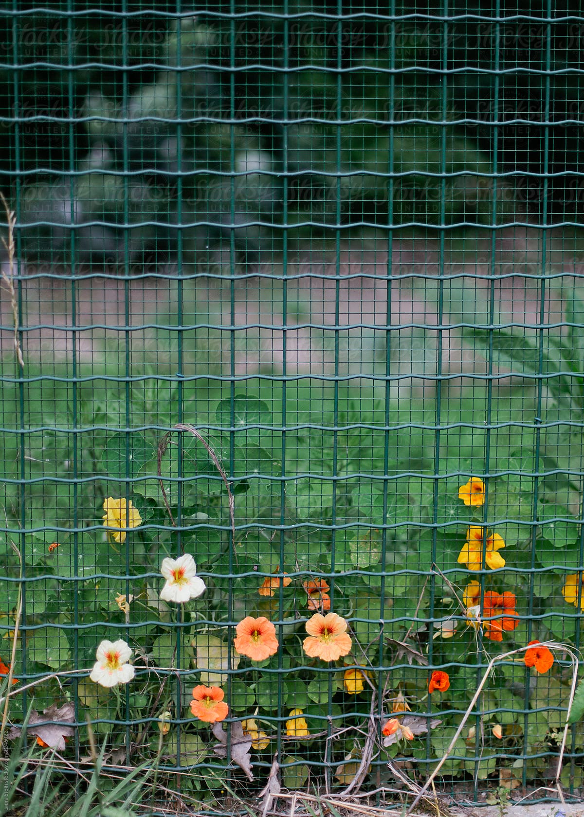 Colorful nasturtiums growing amongst fence in garden
