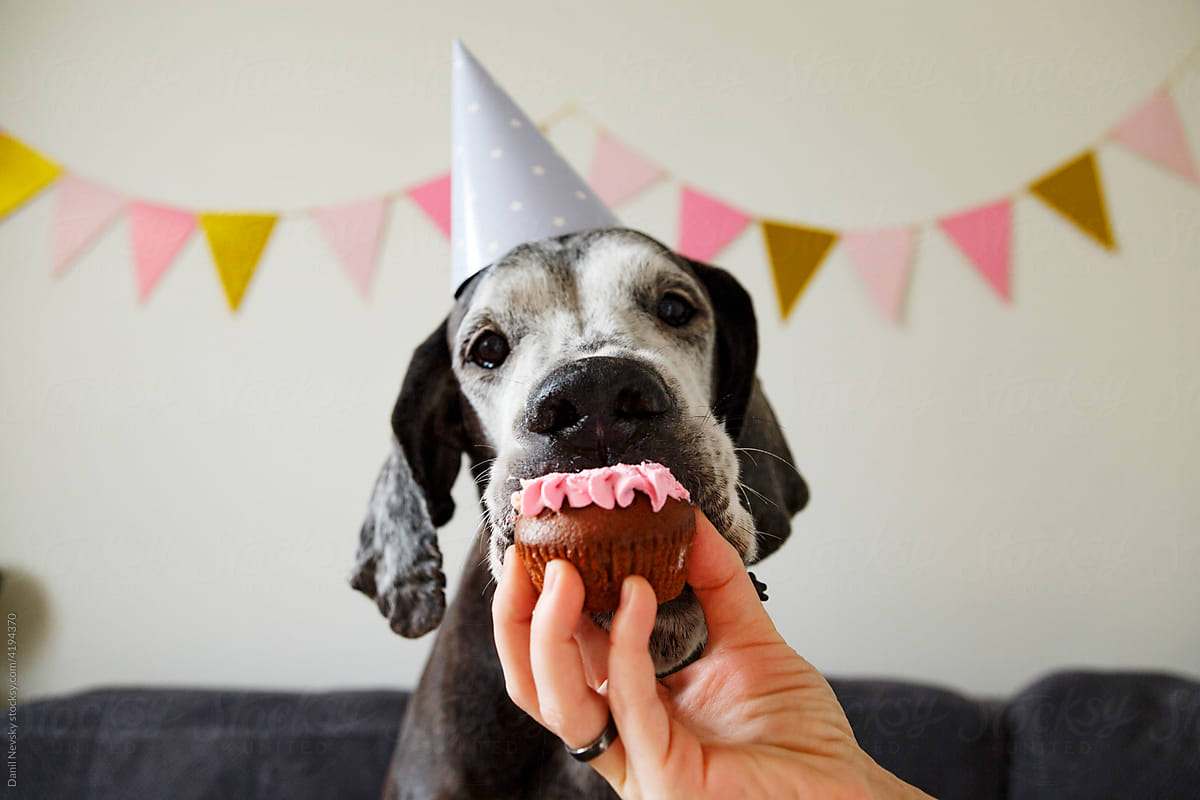 Adorable purebred dog eating birthday cupcake