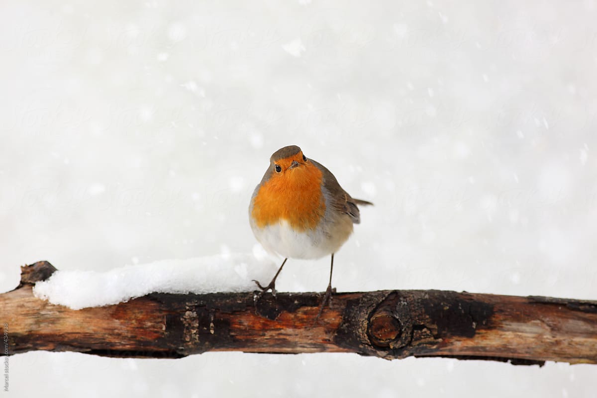 European robin on a branch in the snow