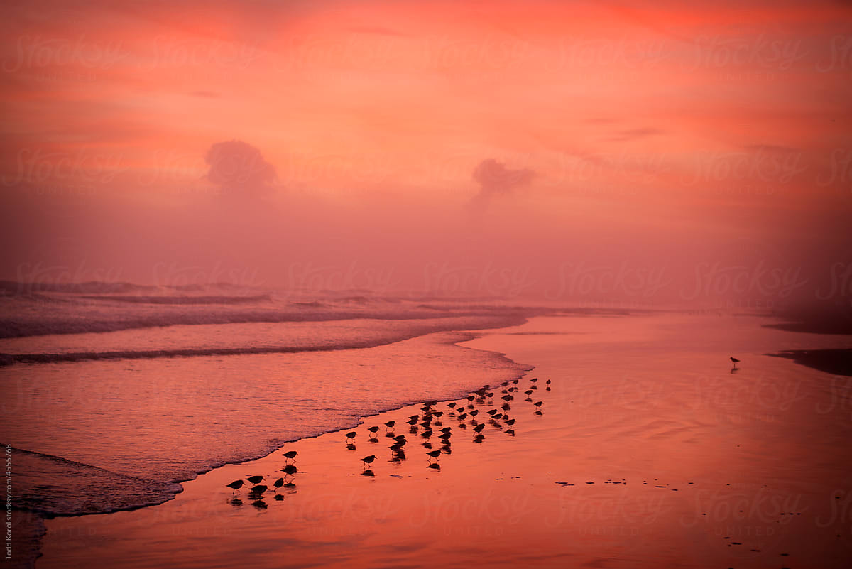 Birds on a beach at sunrise.
