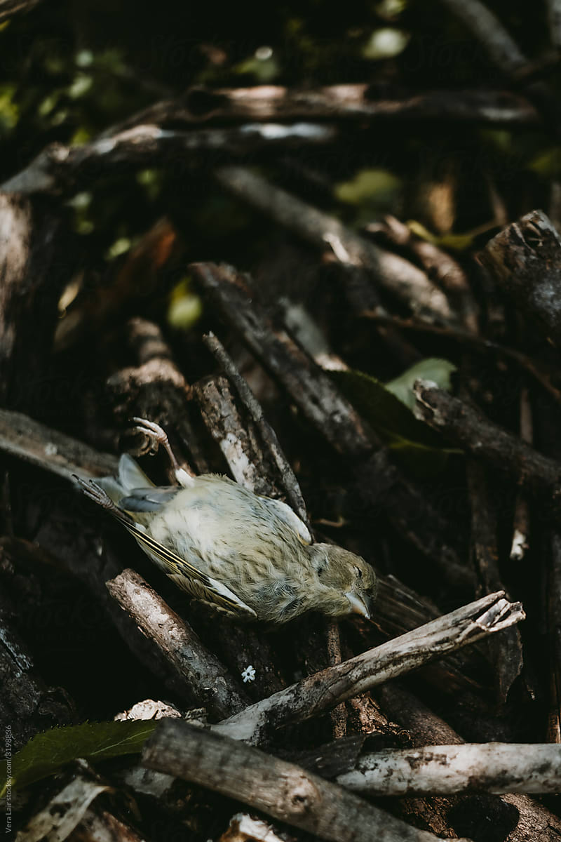 little dead bird in the forest