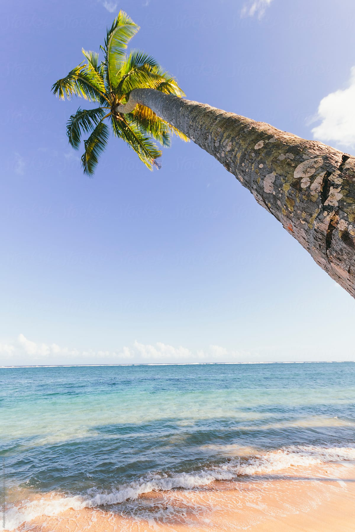 Palm Tree And Beach In Tropical Island By Stocksy Contributor Alejandro Moreno De Carlos