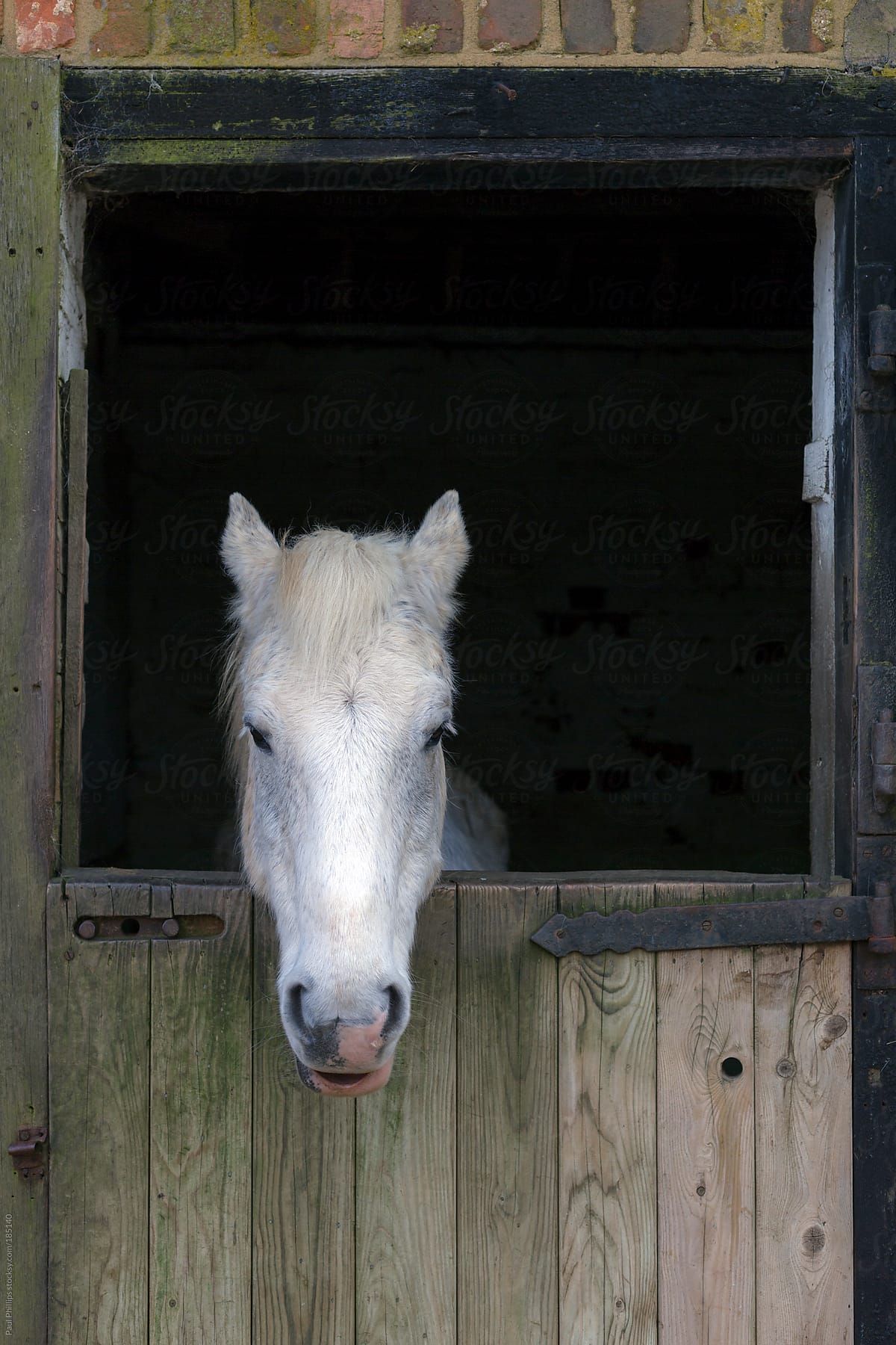 White horse head looking out from stable door