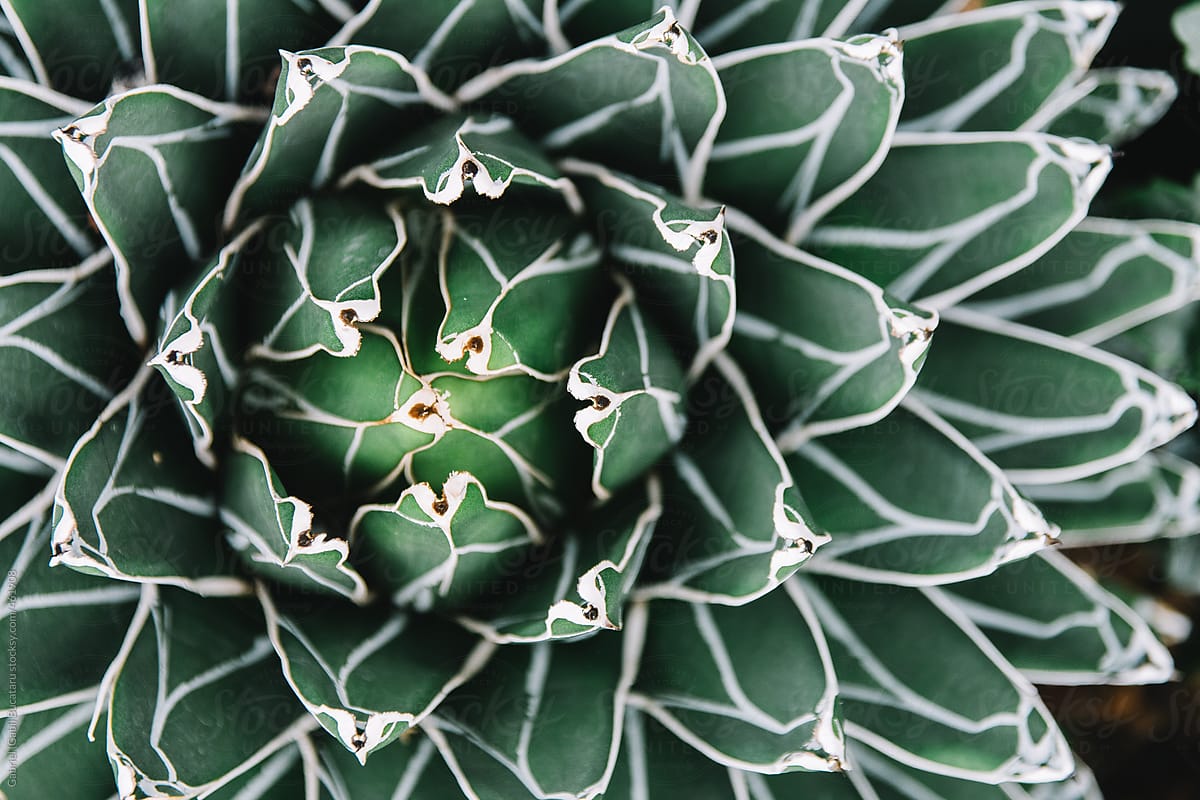 Cactus plant from above