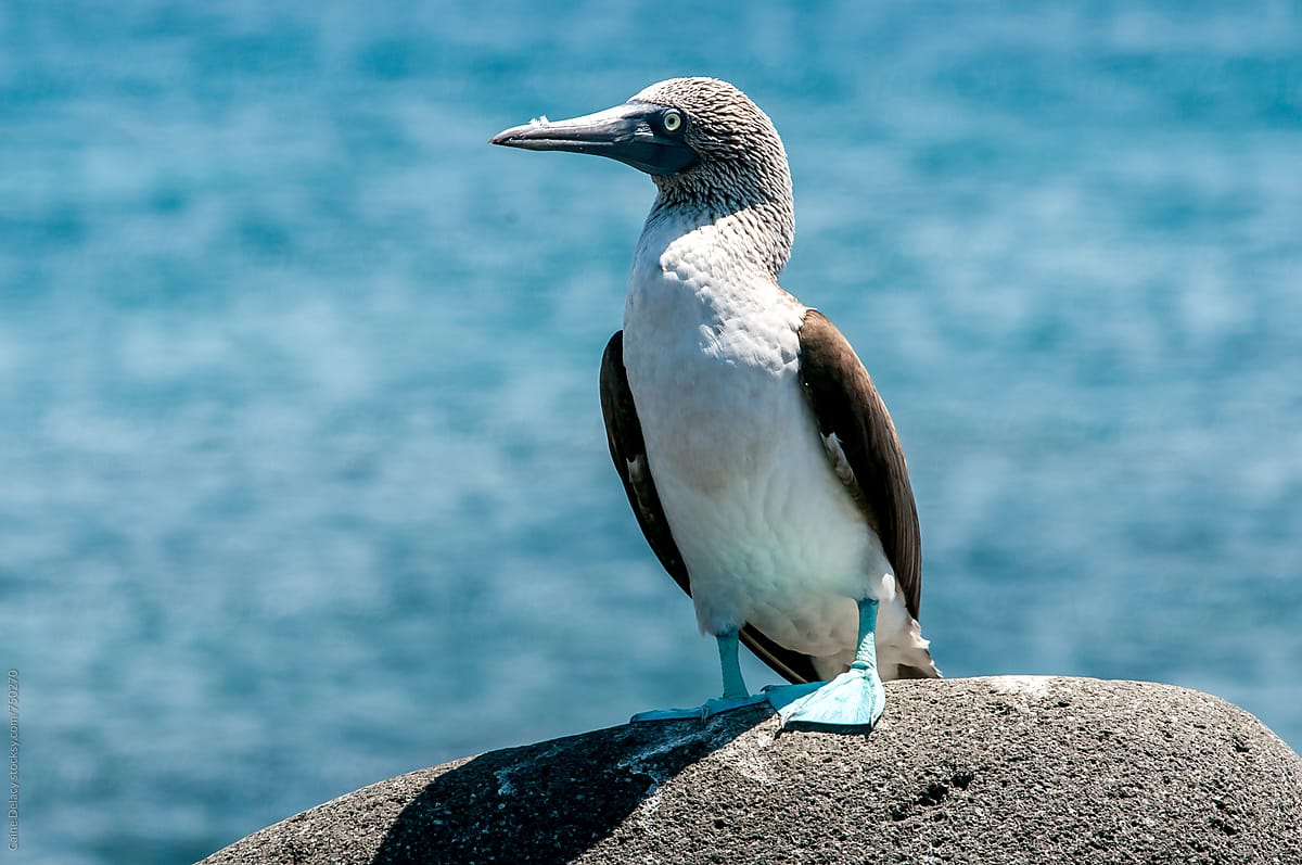 Blue footed boobie, Galapagos Islands