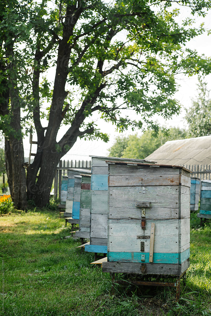 Beehive with bees in an apiary. Sunny day.