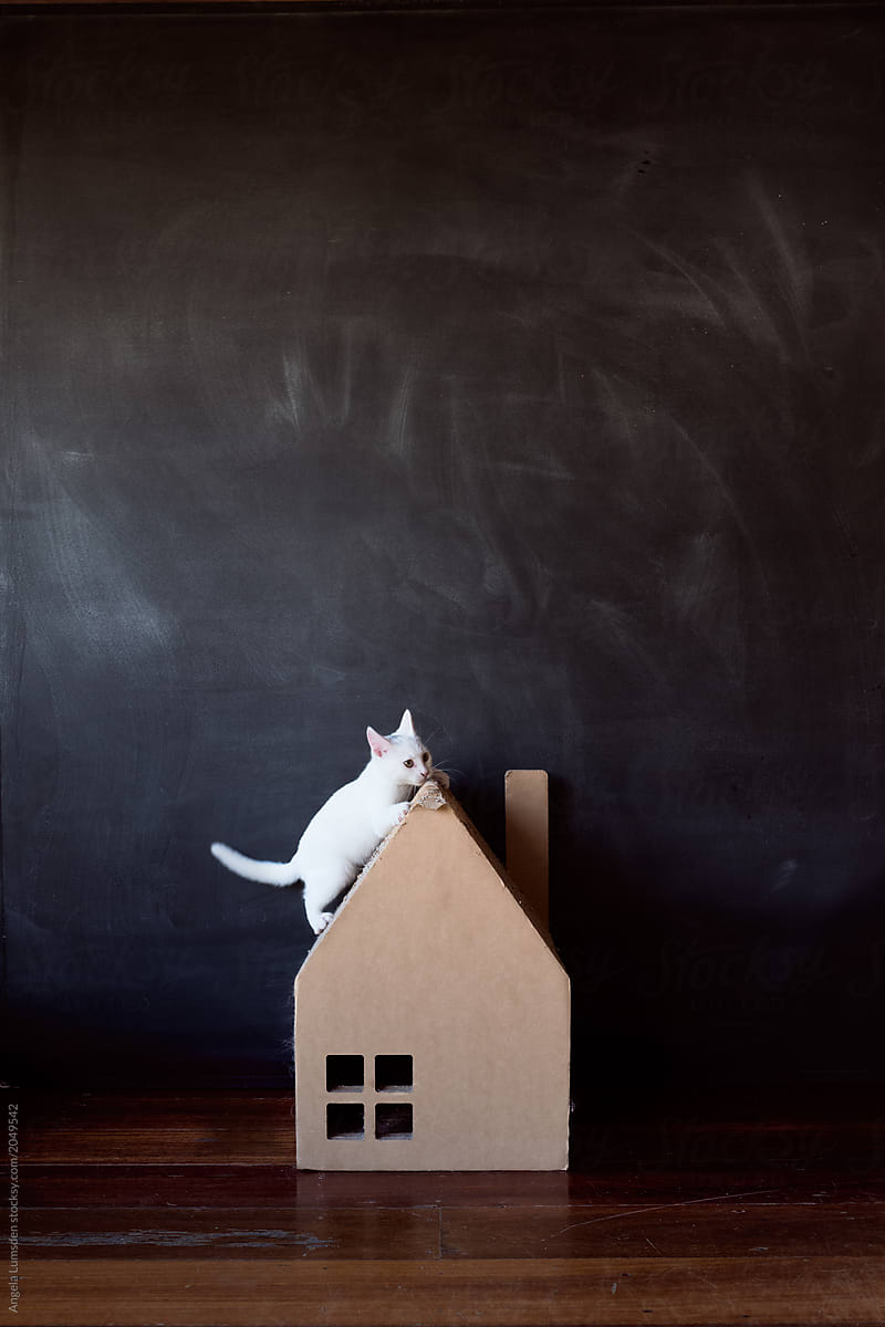 White kitten on a cardboard house