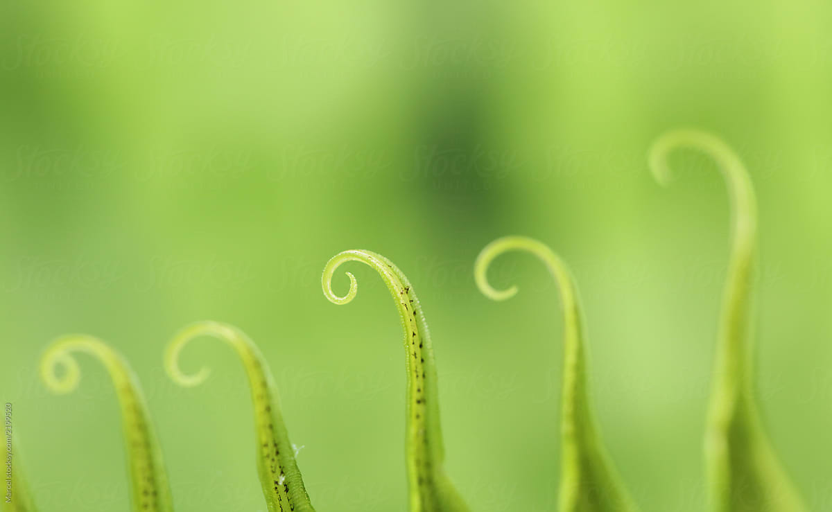 Curly elegant edges of blechnum gibbum leaf. Macro photo with shallow focus.