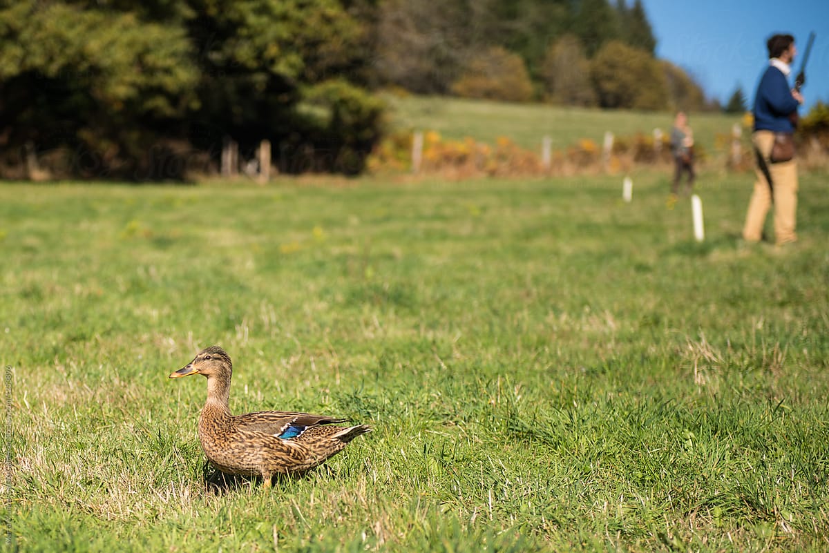 Duck walking on the field escaping from hunters