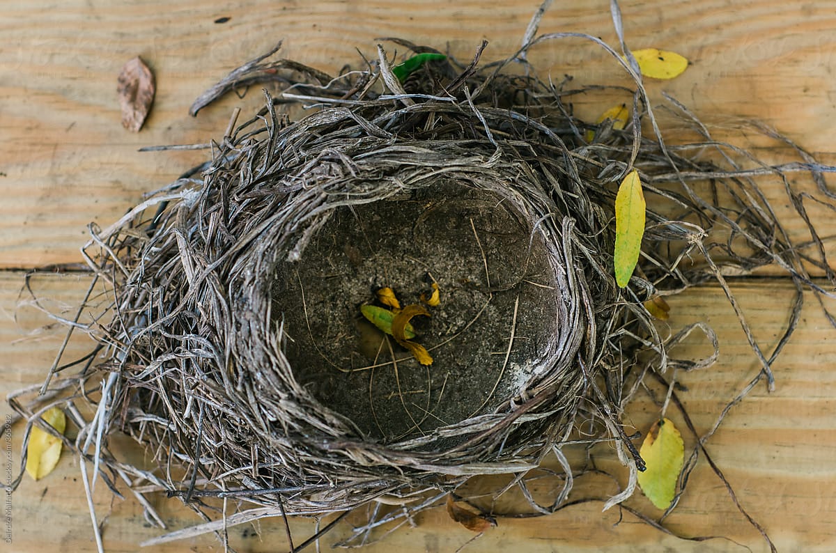 an empty birds\' nest on a table as seen from above
