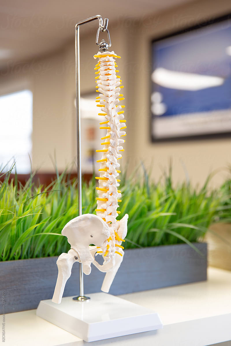 Spine and pelvic model