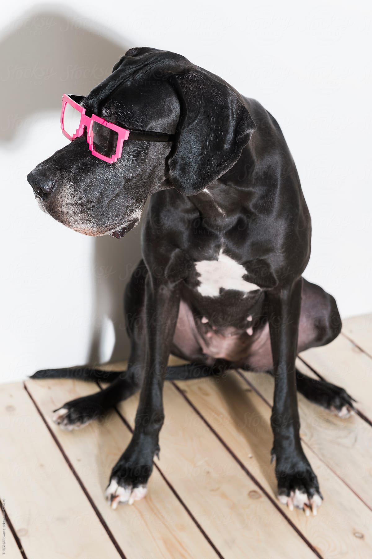 Cute dog wearing funny glasses
