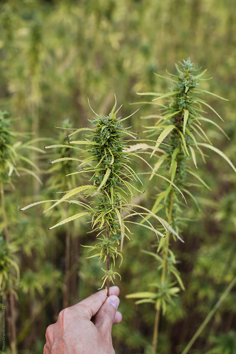 Man touching a Cannabis plant