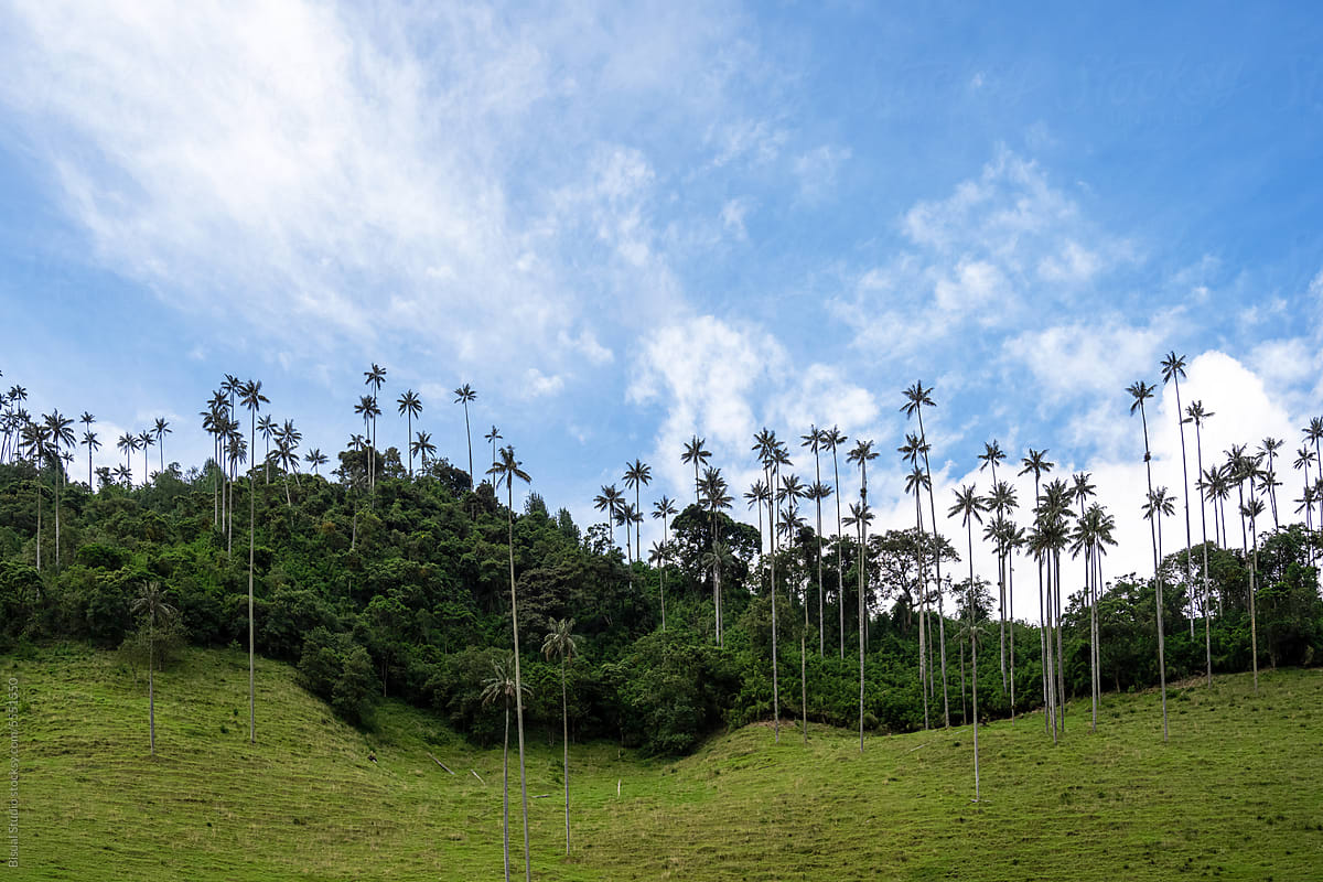 Cocora Valley\'s Panoramic views and majestic wax palms