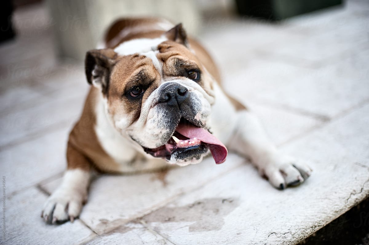 English bulldog with mouth open