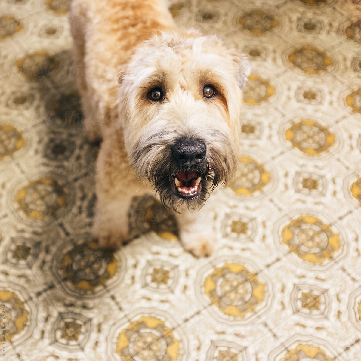 Soft coated wheaten terrier puppy on a vintage linoleum floor
