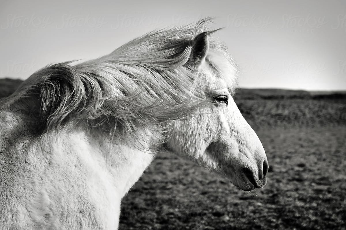 black and white Icelandic horse profile