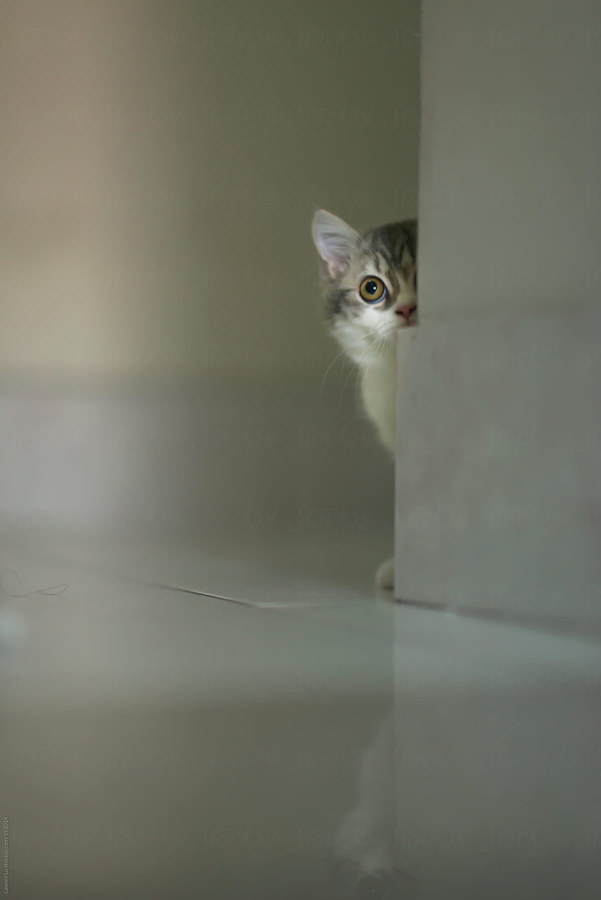 Cat looking around at the corner