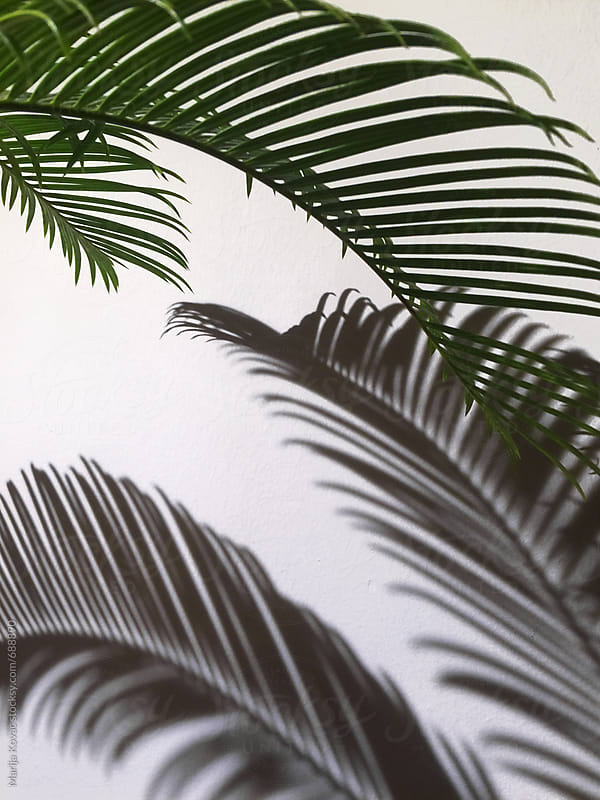 Palm leaf and shadow on the wall