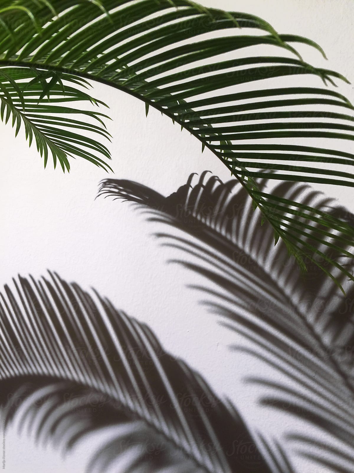 Palm leaf and its shadow on the wall