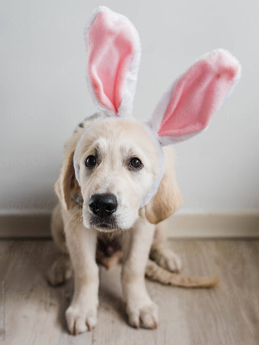 Sad Easter puppy