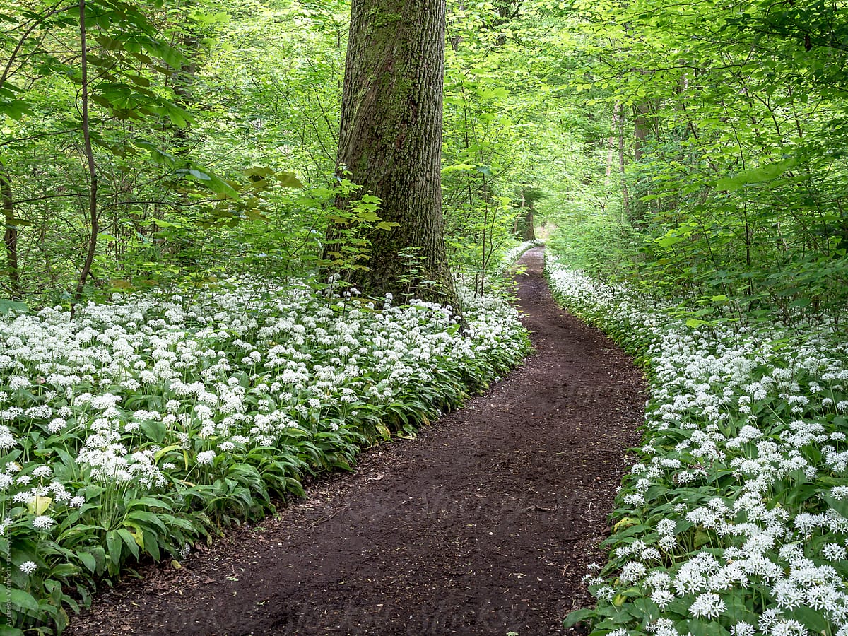 Wild Garlic blooming in German Forest in Spring