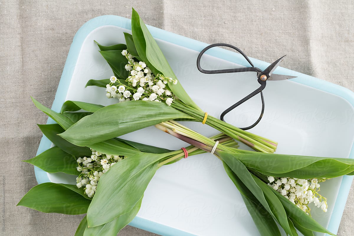 Bouquets of lilies of the valley with scissors