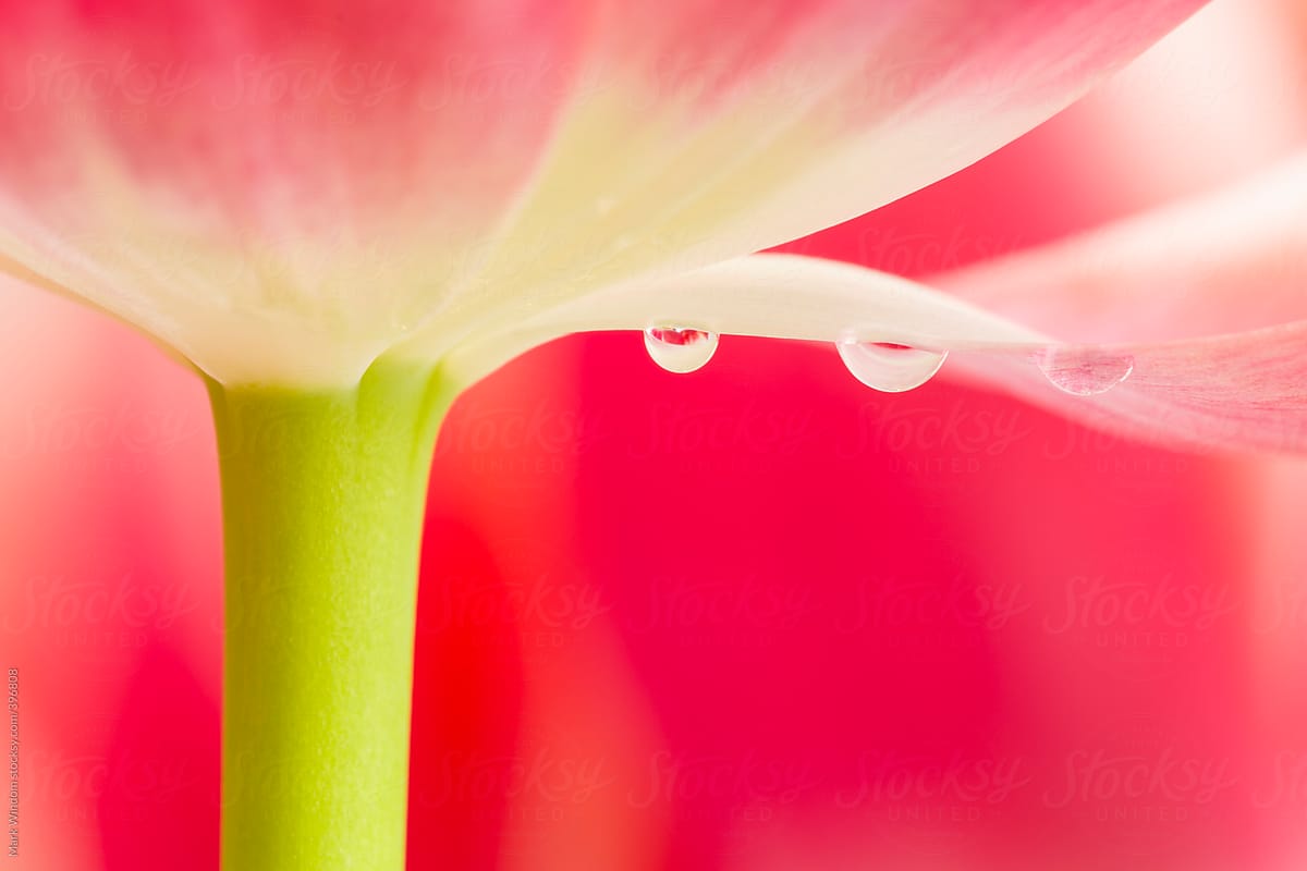 Tulip and waterdrops closeup